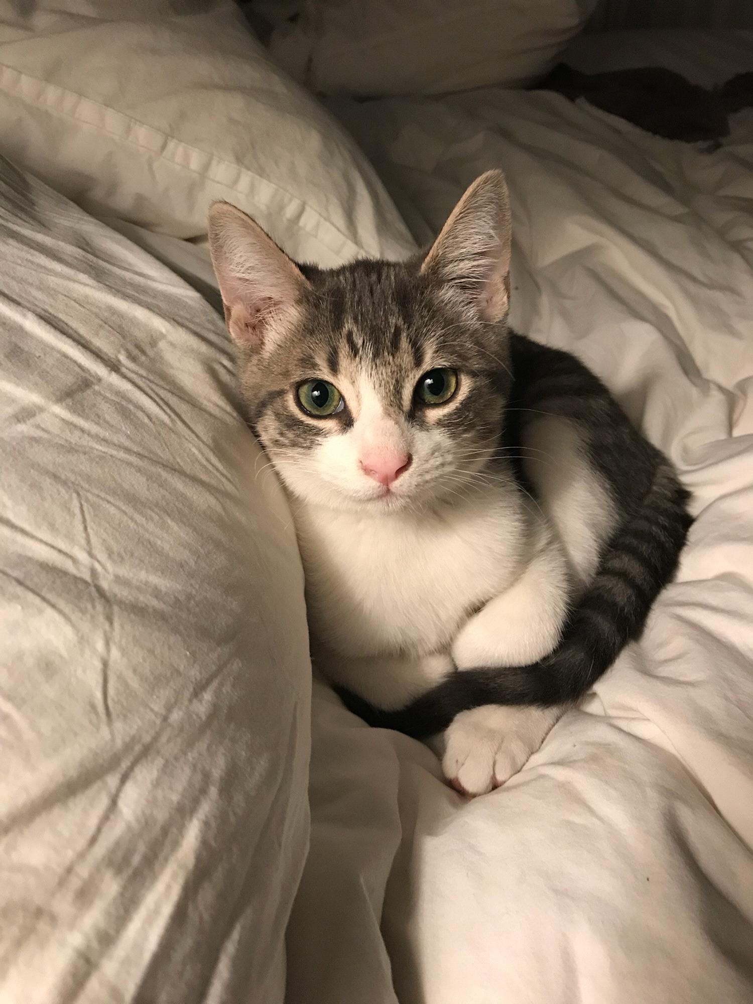 Our first pet together, our cat Earl.