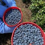 Dexter Blueberry Farm
