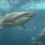 The Florida Aquarium