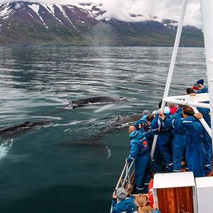 Whale Watching
