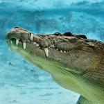 St. Augustine Alligator Farm Zoological Park