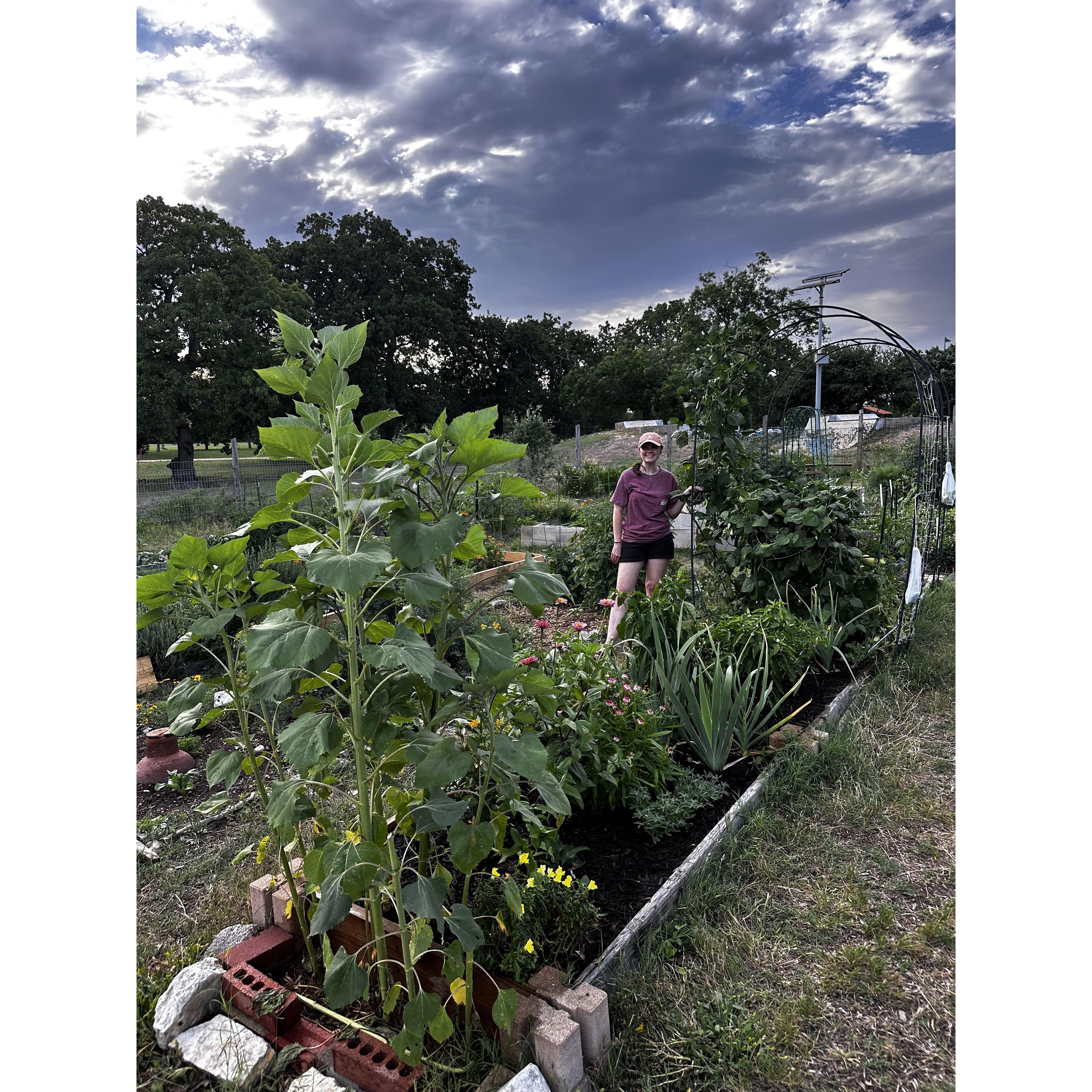 Spring 2025 Garden