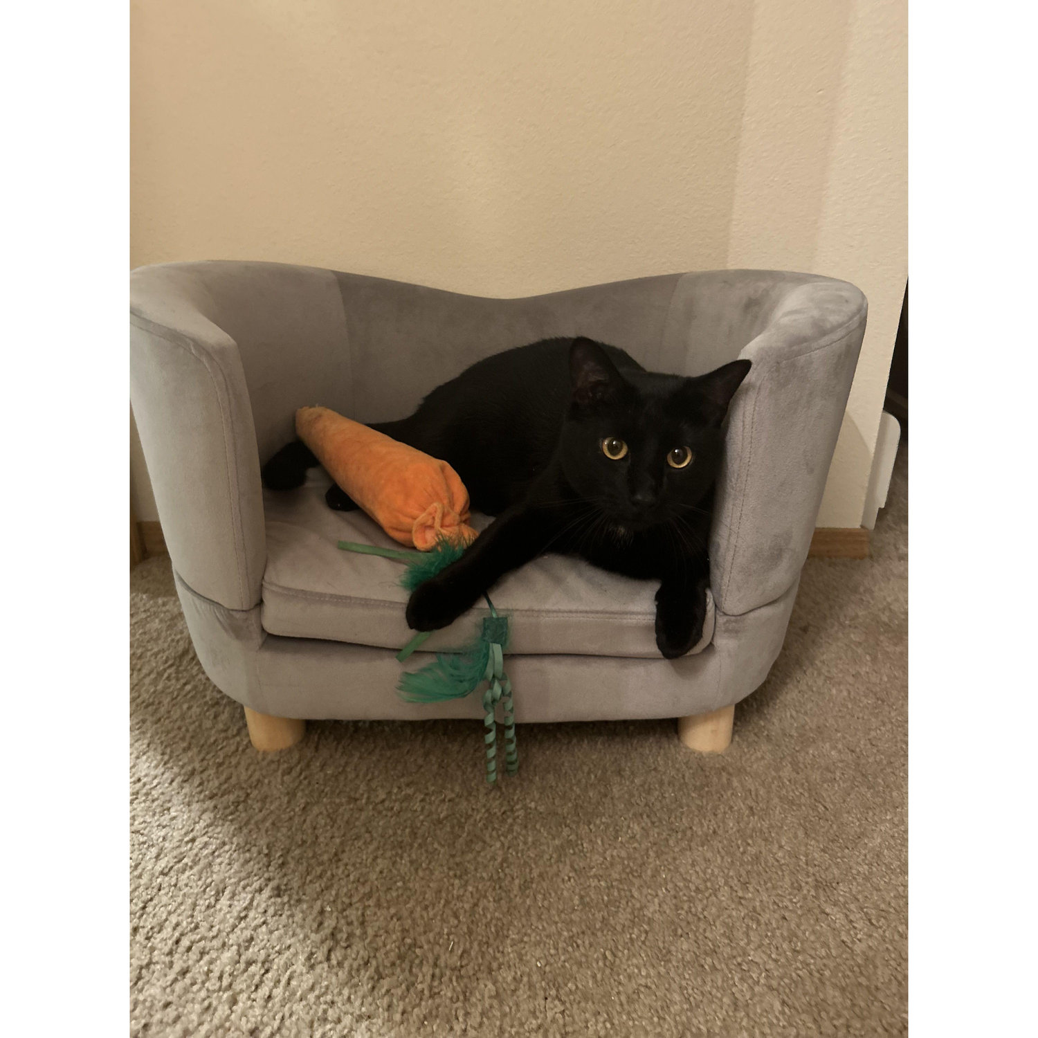 Our naughty boy Jet