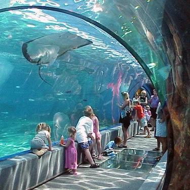Maui Aquarium Visit