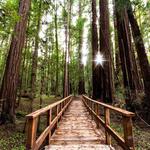 Hendy Woods State Park