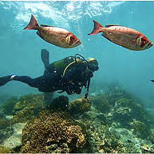 Scuba Diving in Mozambique