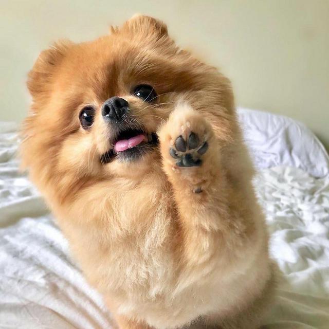 Pomeranian Fund