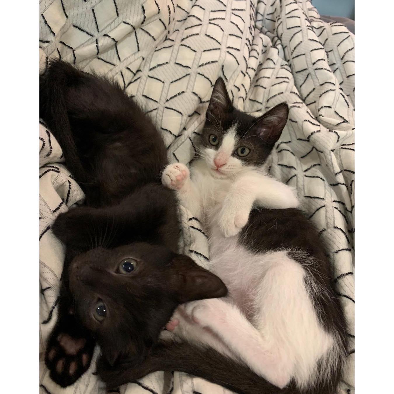 Snuck in a pic of our kittens