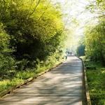 Suwanee Creek Greenway