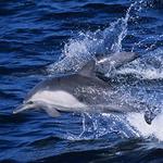 Santa Cruz Whale Watching