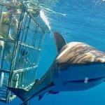 Shark’s Cove Shark Cage Experience