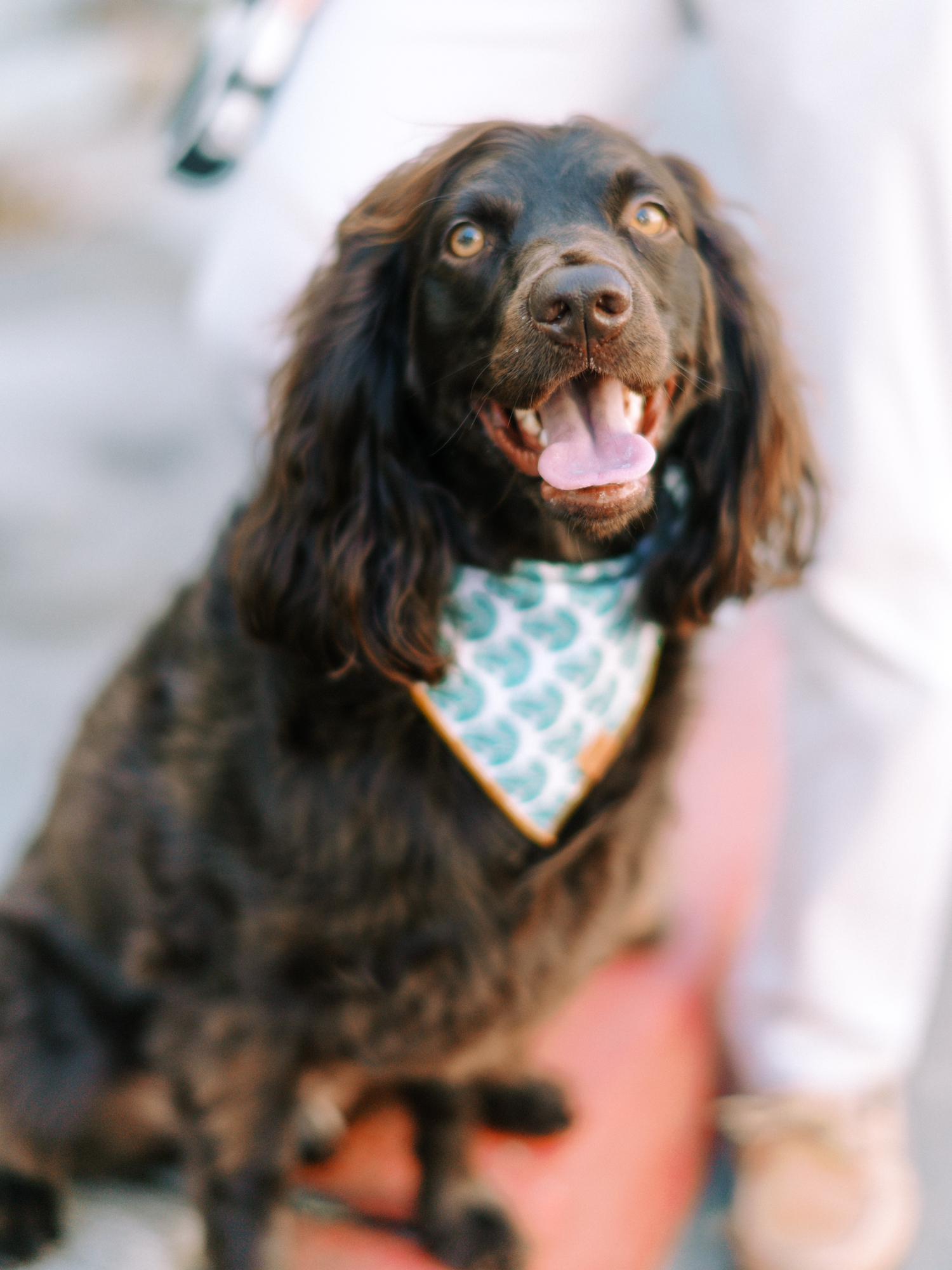 Our sweet Marlowe! He’ll turn three a few days after our wedding!