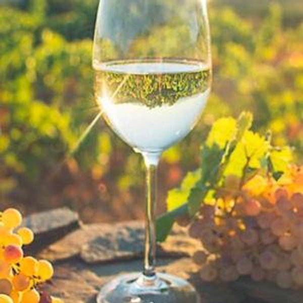 Honeymoon Activity - Wine Tour in Tuscany