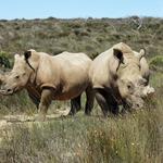 Garden Route Game Lodge