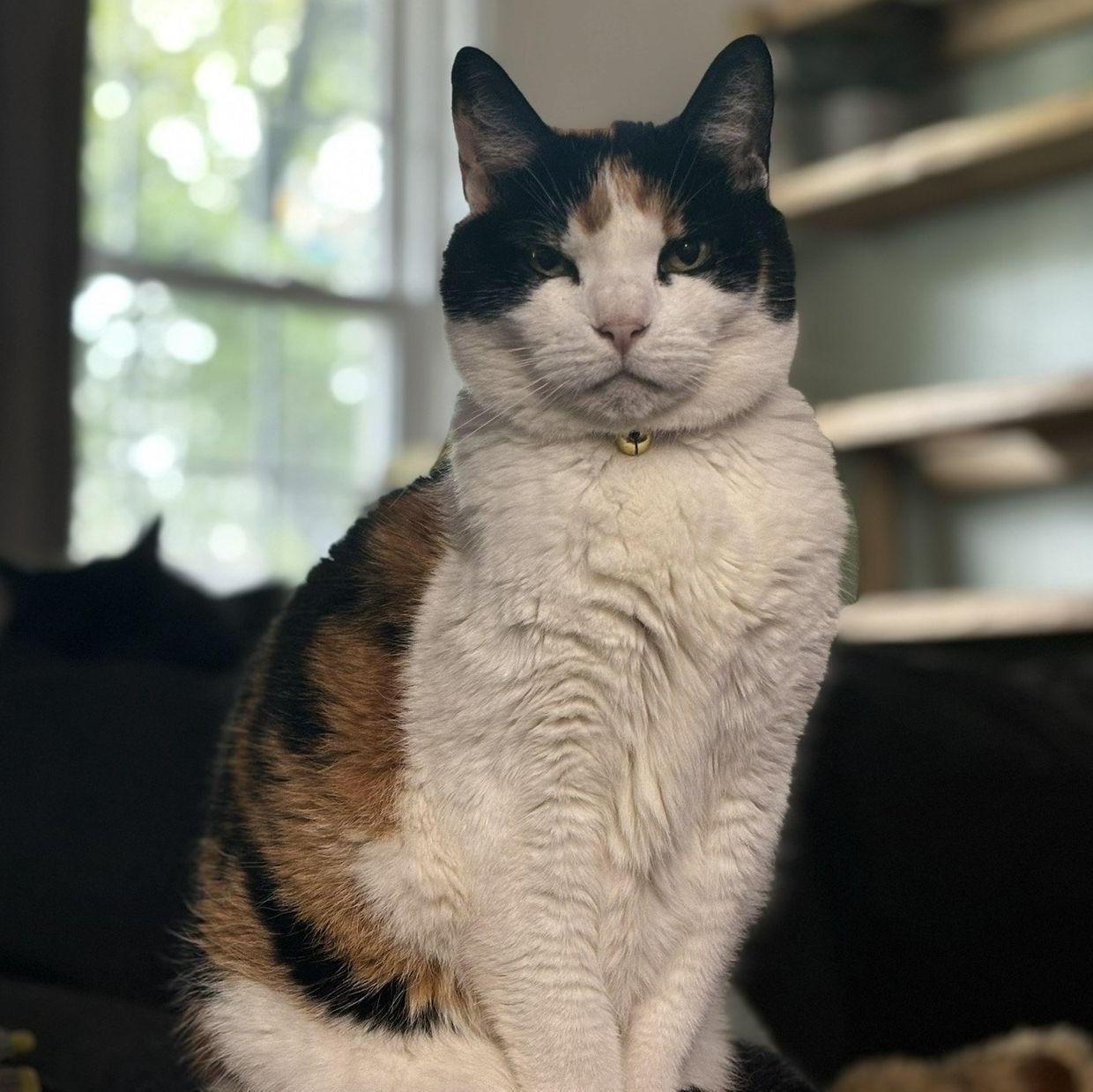 Clementine