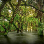 Myakka River State Park