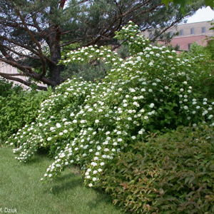 Ninebark (Physocarpus opulifolius)