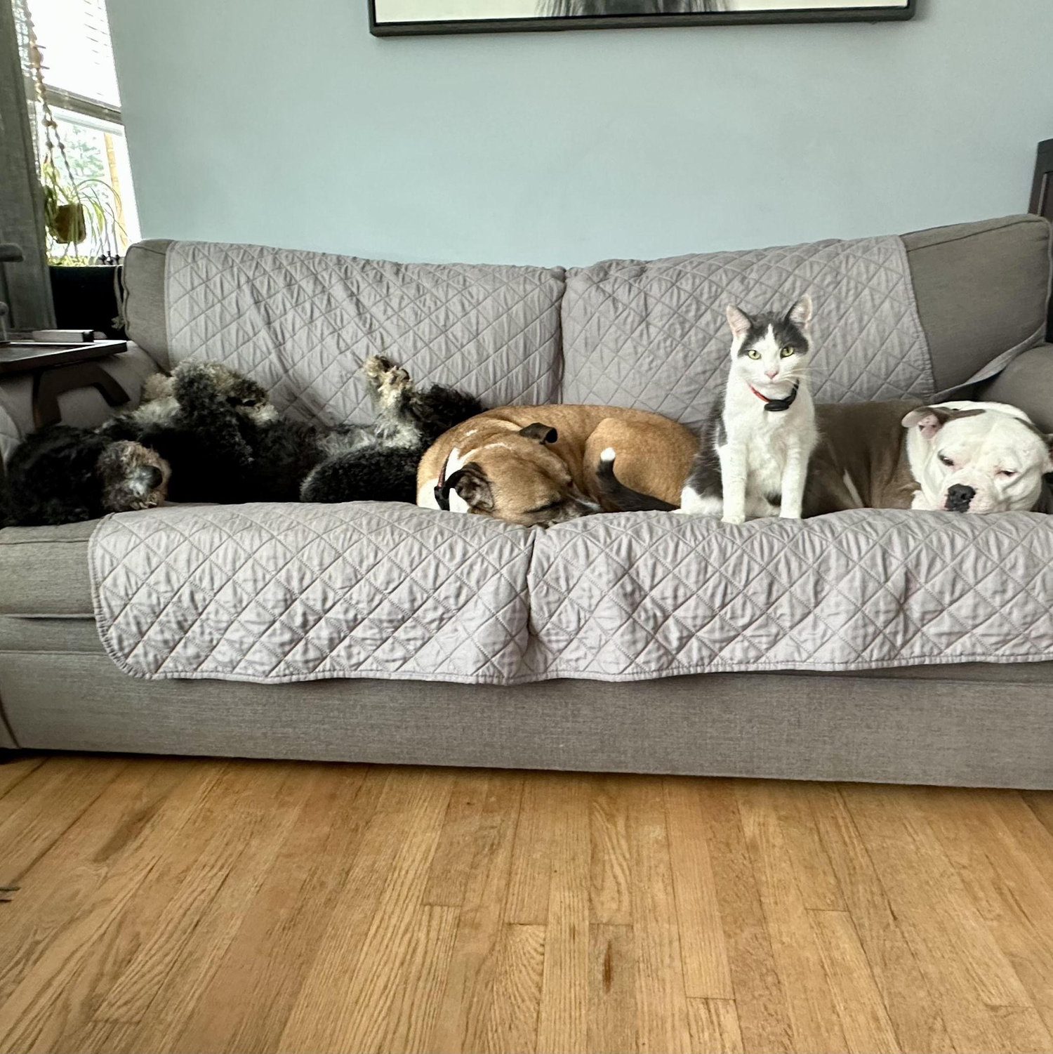 Birdie, Bear, Chowder & Coney