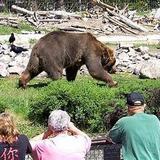 Grizzly & Wolf Discovery Center