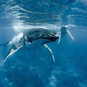 Whale Watching Bora Bora