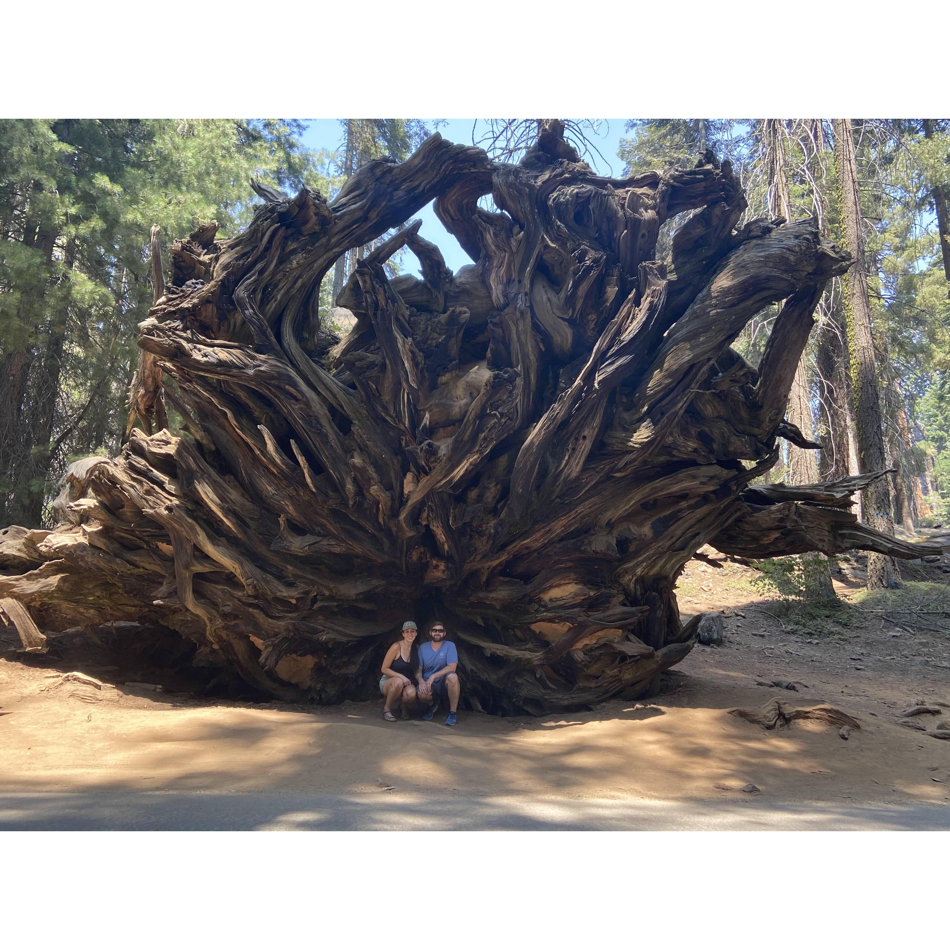 Sequoia National Park