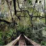 Brevard County Enchanted Forest Sanctuary