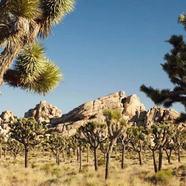 Joshua Tree Day Pass