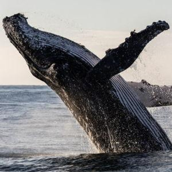 Whale Watching in Gansbaai