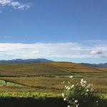Wine Tasting