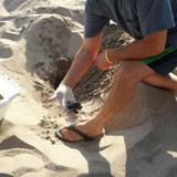 Zihuatanejo Baby Sea Turtle Release Eco Adventure