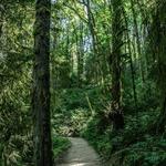 ACTIVITY: Forest Park