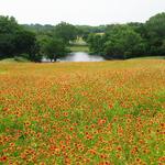 Erwin Park