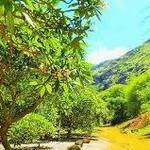 Koko Crater Botanical Garden