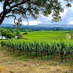 Silverado Trail Wine Tastings