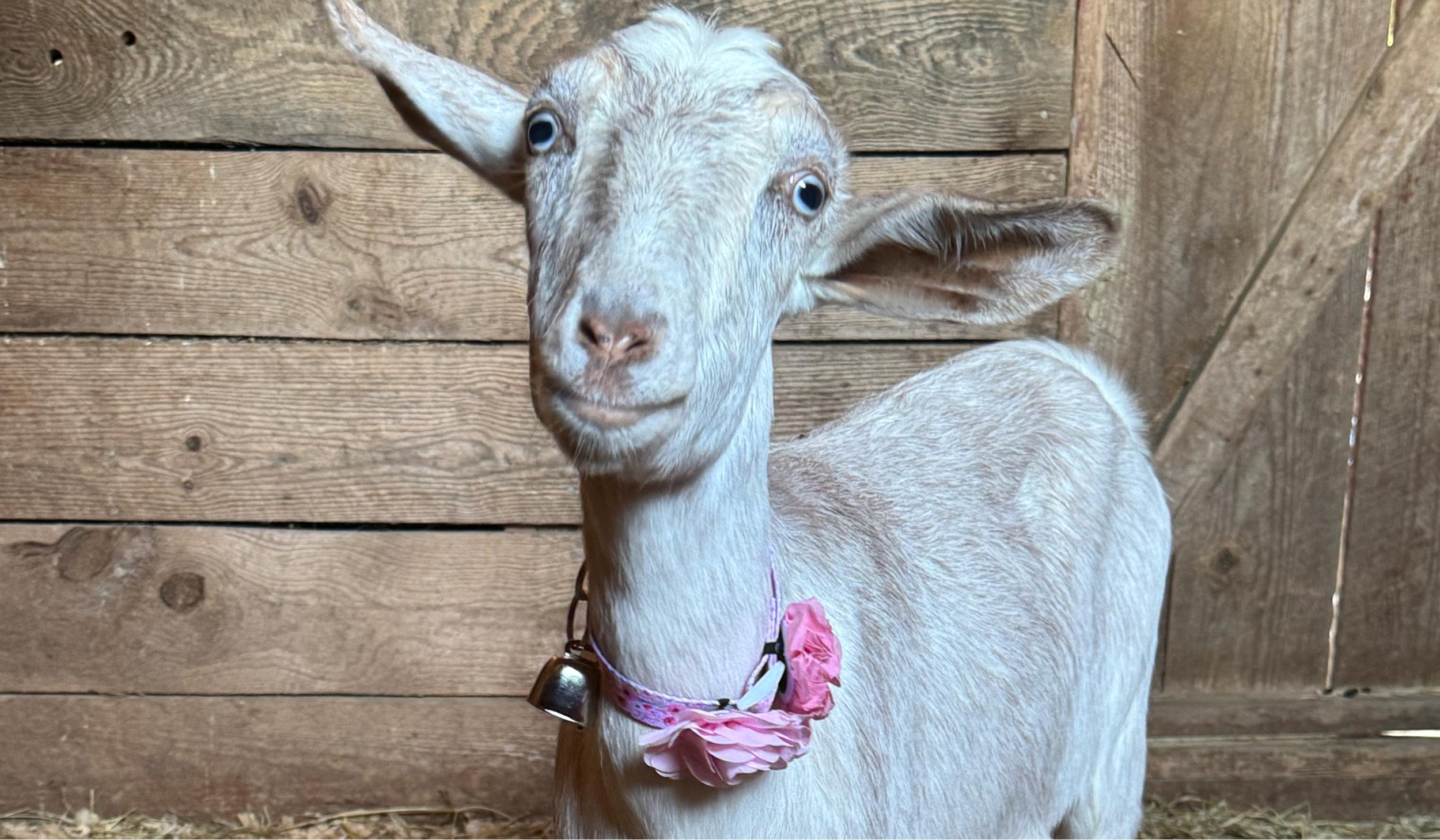 The Wedding Website of Ashley Neill and Joe Harper