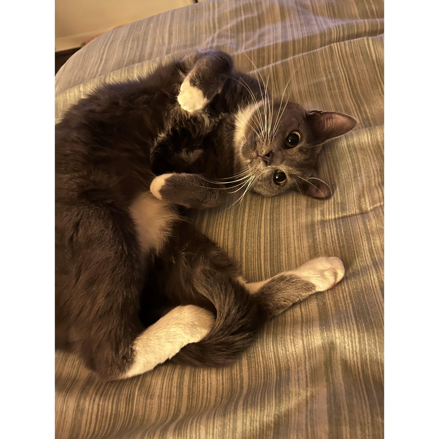 Suki Monster