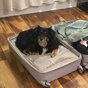Pet Hotel For Our Honeymoon