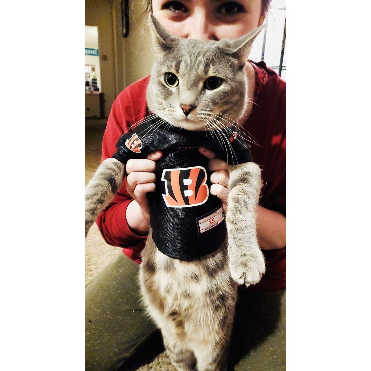 Our cat Grayson, like the rest of the Batterton clan, is a pretty big Bengals fan.