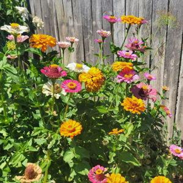 Help Michelle Grow More Plants