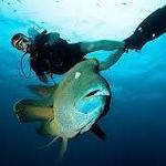 Dive!