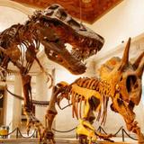 Natural History Museum of Los Angeles County