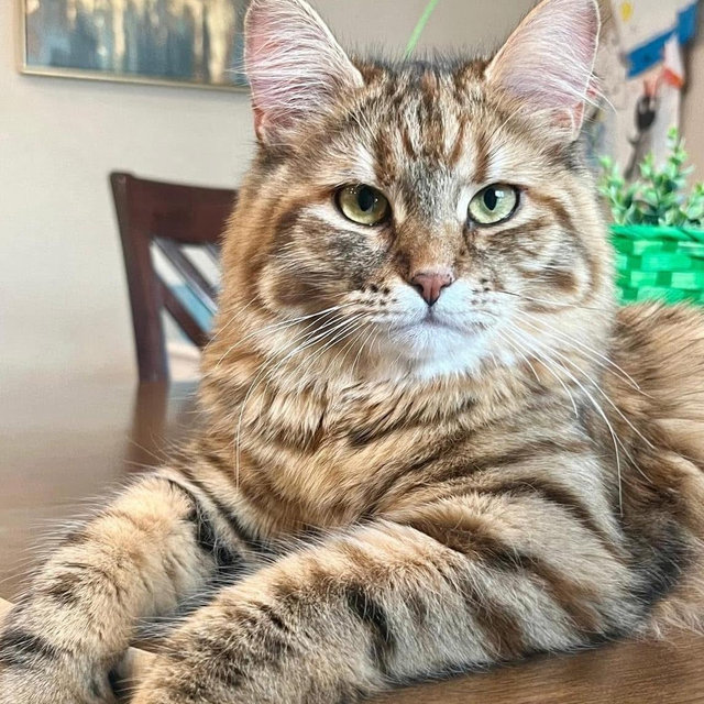 Cat Fund
