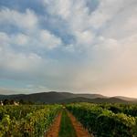Virginia Wineries