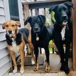 Lilly, Kenobi, and Anakin - 3 of our babies before our baby.