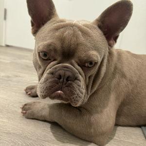 Koda's Treat Fund