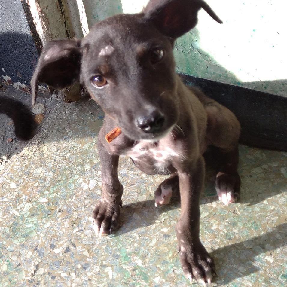 Adopción de Max. 20 de Marzo del 2021