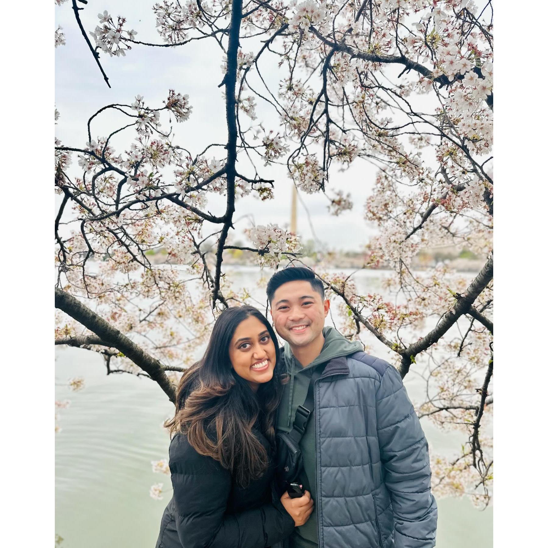 Cherry blossom season in DC!