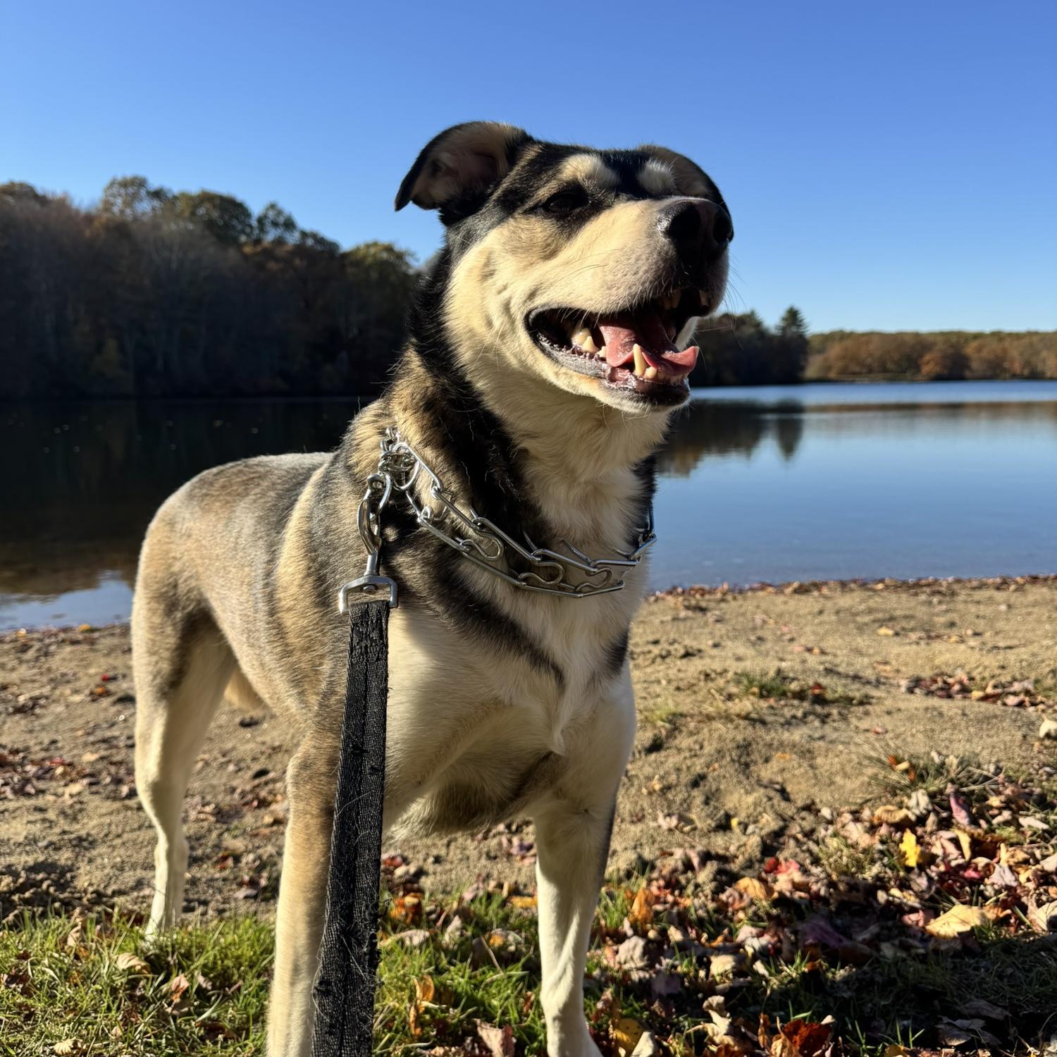Our first dog we rescued together! Meet Gaia!