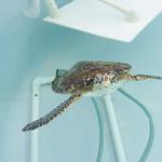 Loggerhead Marine Life Center