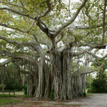 Hugh Taylor Birch State Park